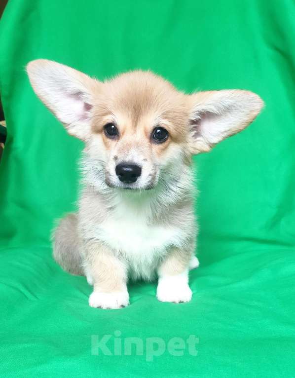 Собаки в Москве: вельш корги пемброк мальчик Мальчик, 35 000 руб. - фото 2