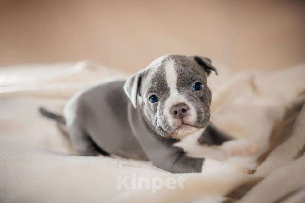 Собаки в Москве: Американский булли щенки  Мальчик, 80 000 руб. - фото 8