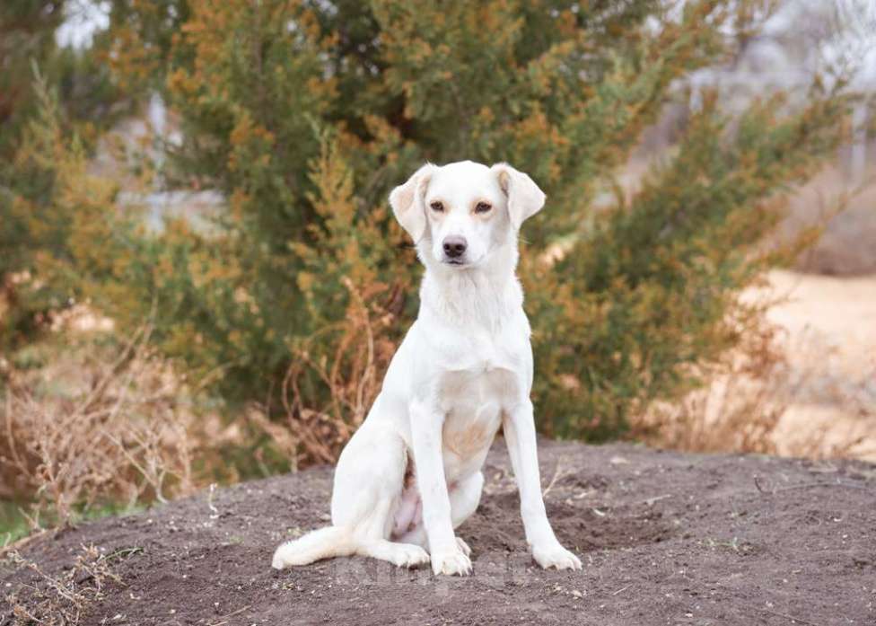 Собаки в Москве: В добрые руки Девочка, Бесплатно - фото 4