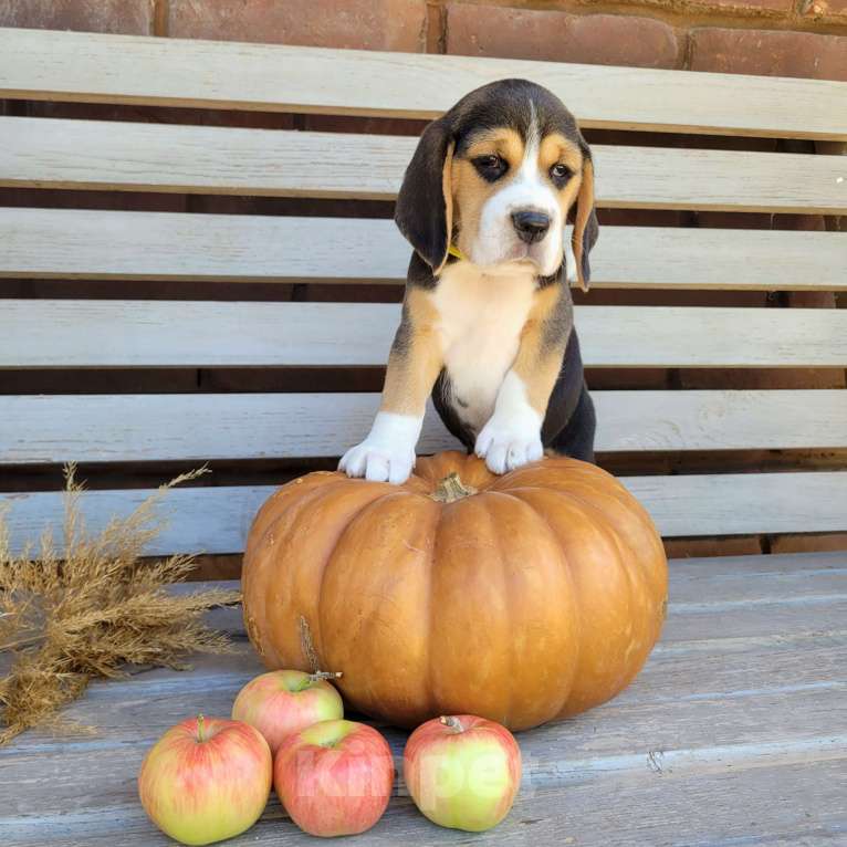 Собаки в Ростове-на-Дону: Щенки Бигля  Мальчик, 50 000 руб. - фото 3
