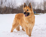 Собаки в Москве: Красавица Злата в поисках дома Девочка, Бесплатно - фото 1