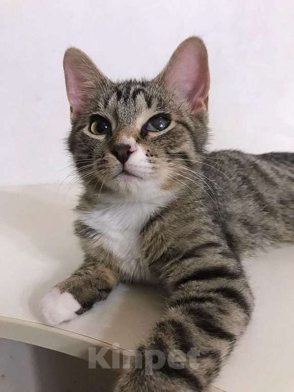 Кошки в Москве: Обаятельный минитигренок, котенок Ося ищет дом Мальчик, 10 руб. - фото 4