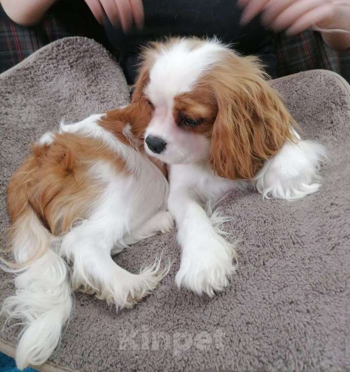 Собаки в Москве: Кавалер Кинг Чарльз спаниель Девочка 8 мес Девочка, 85 000 руб. - фото 4