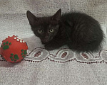 Кошки в Красногорске: Котенок Ночка 1,5 месяца ждет родителей  Девочка, Бесплатно - фото 3