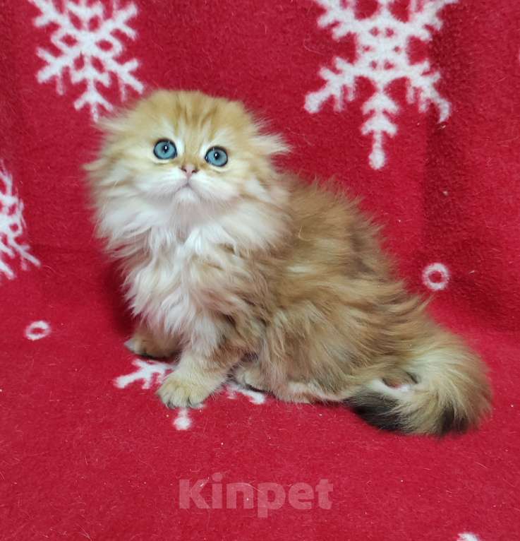 Кошки в Москве: Золотая мраморная кошечка хайленд Девочка, 40 000 руб. - фото 1