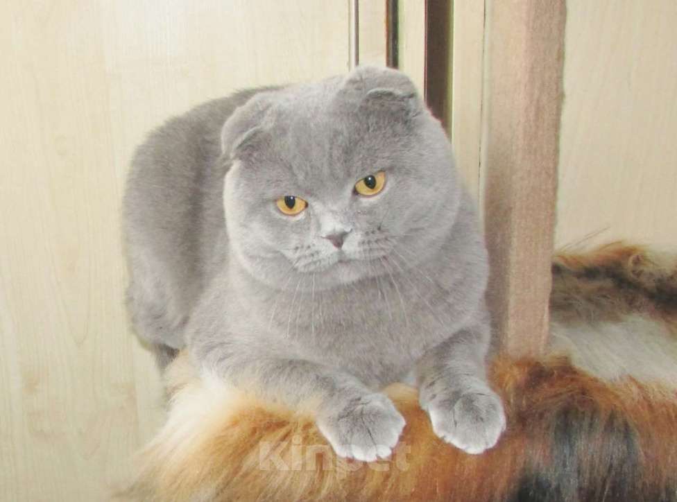 Кошки в Санкт-Петербурге: шоландский голубой котик фолд Мальчик, Бесплатно - фото 4