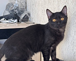 Кошки в Королеве: котенок Шмель ищет дои Девочка, Бесплатно - фото 2