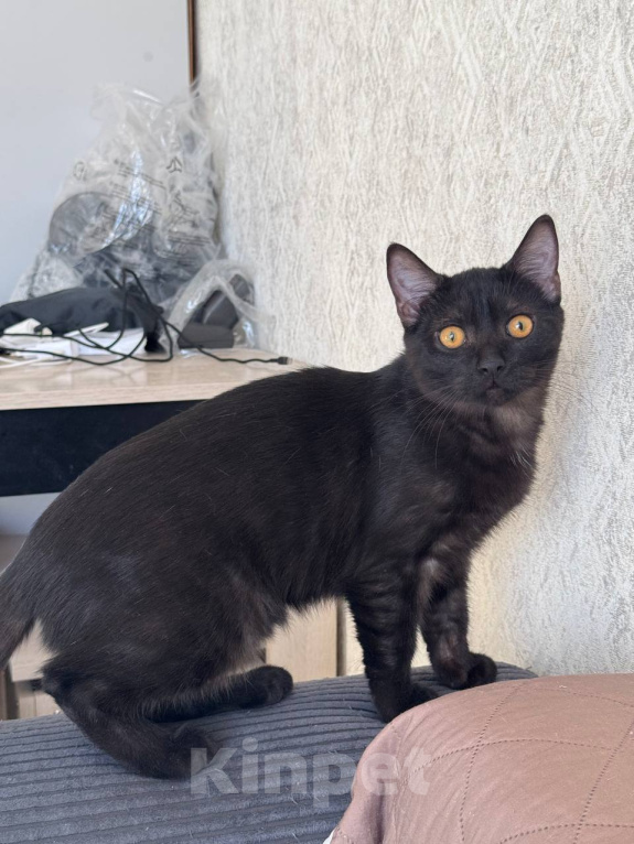 Кошки в Королеве: котенок Шмель ищет дои Девочка, Бесплатно - фото 2