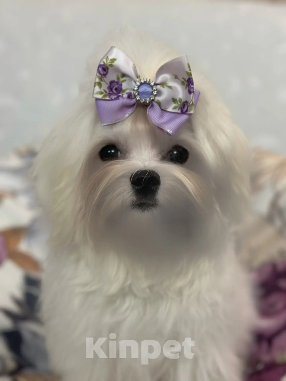 Собаки в Саратове: Милая девочка Девочка, Бесплатно - фото 1