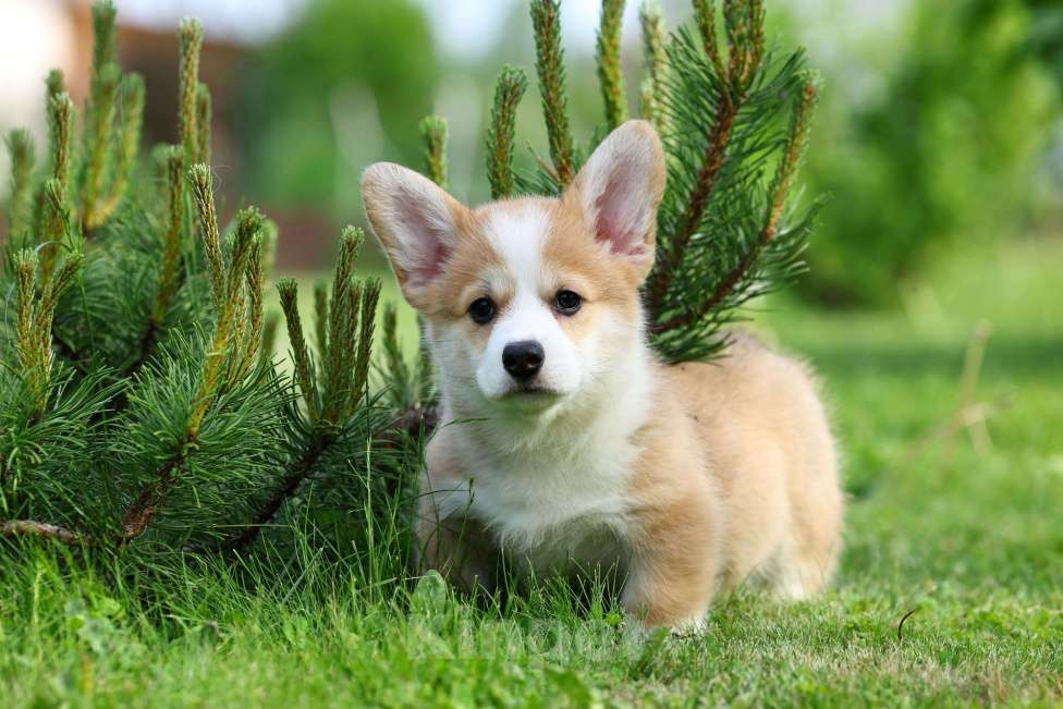 Собаки в Челябинске: Щенки вельш корги пемброк  Мальчик, 70 000 руб. - фото 5