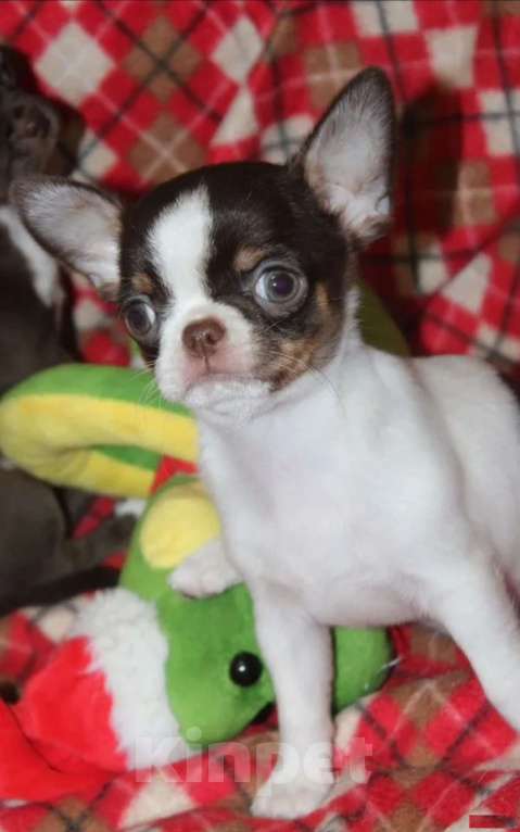 Собаки в Москве: Девочка чихуахуа шоколадный триколор Девочка, 45 000 руб. - фото 3