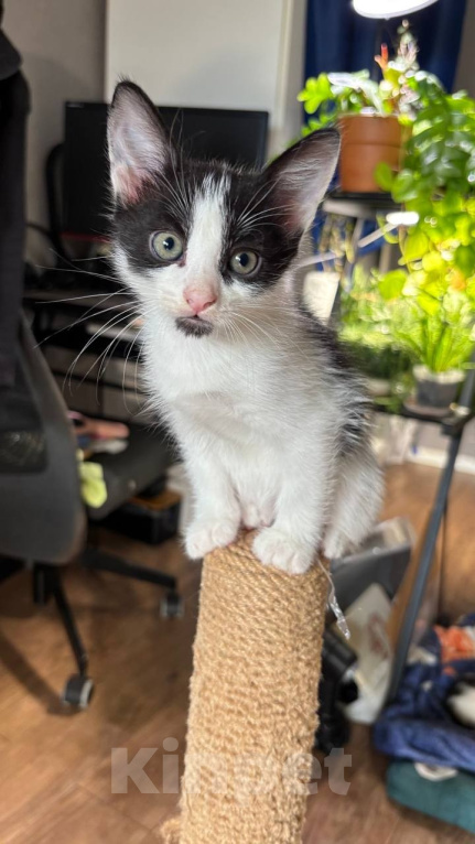 Кошки в Москве: Котенок птенчик Мальчик, Бесплатно - фото 1