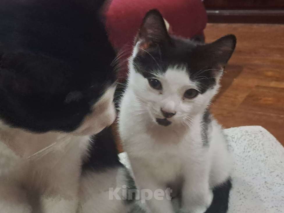 Кошки в Москве: Д'Артаньян Мальчик, Бесплатно - фото 4