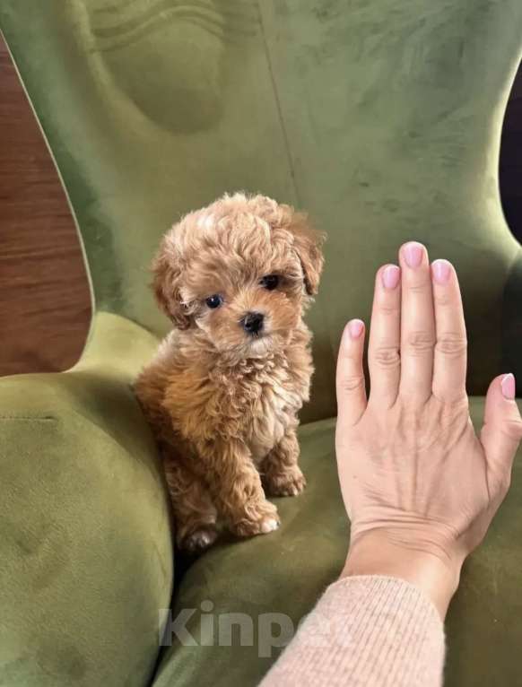 Собаки в Москве: Мальтипу Мальчик, 160 руб. - фото 5