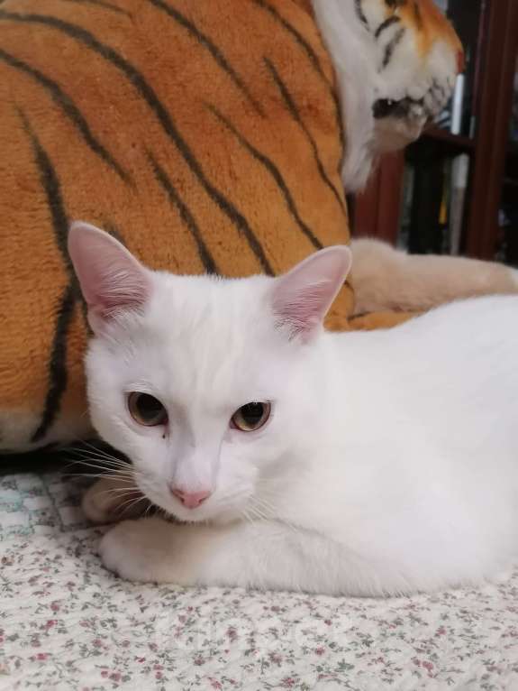 Кошки в Москве: Котенок в добрые руки Мальчик, Бесплатно - фото 2