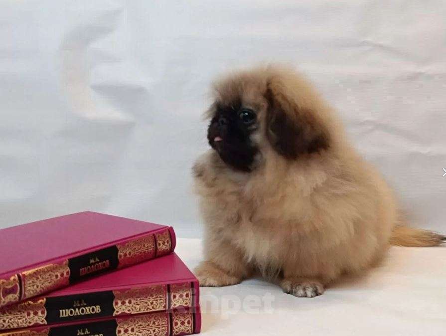 Собаки в Тольятти: Пекинес Мальчик, 65 000 руб. - фото 6