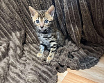 Кошки в Новосибирске: Бенгальский котенок Девочка, Бесплатно - фото 2