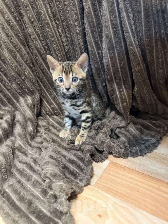Кошки в Новосибирске: Бенгальский котенок Девочка, Бесплатно - фото 2