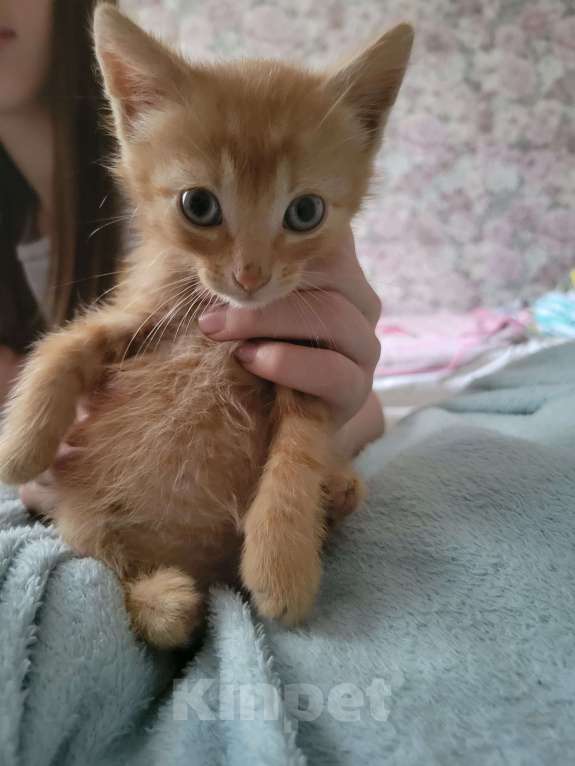 Кошки в Балашихе: Рыженький мальчик Мальчик, 1 руб. - фото 5