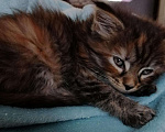 Кошки в Благодарном: Котенок мэйкун, 3 500 руб. - фото 1