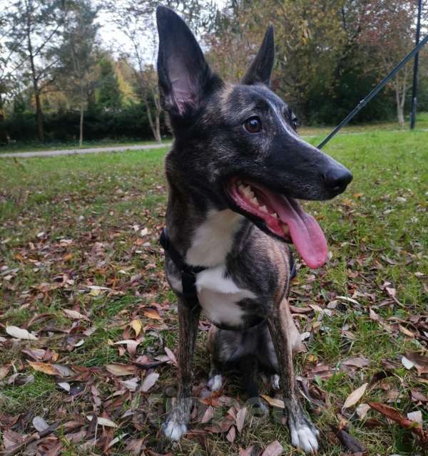 Собаки в Москве: Бетси  нужен дом! Девочка, Бесплатно - фото 3