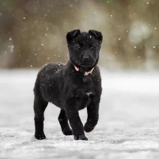 Собаки в Лобне: Крошенька Буся в срочных поисках своей семьи Девочка, Бесплатно - фото 4