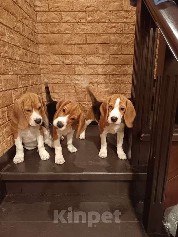 Собаки в Санкт-Петербурге: Щенки породы Бигль (документы РКФ) Девочка, 50 000 руб. - фото 3