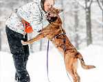 Собаки в Москве: Крашик Мальчик, Бесплатно - фото 4