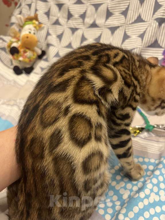 Кошки в Санкт-Петербурге: Бенгальский мальчик  Мальчик, Бесплатно - фото 4