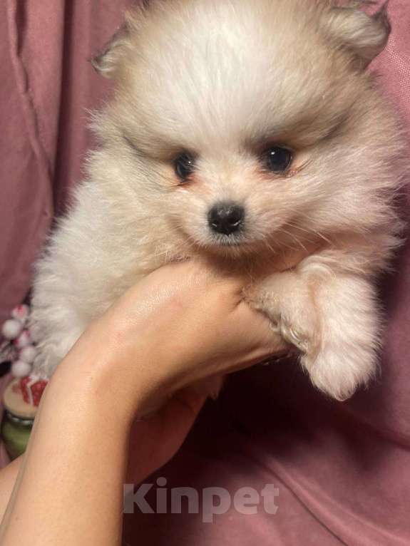 Собаки в Москве: Померанский шпиц мальчик  Мальчик, 22 000 руб. - фото 3