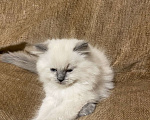 Кошки в Краснодаре: Игривый забияка Мальчик, Бесплатно - фото 3