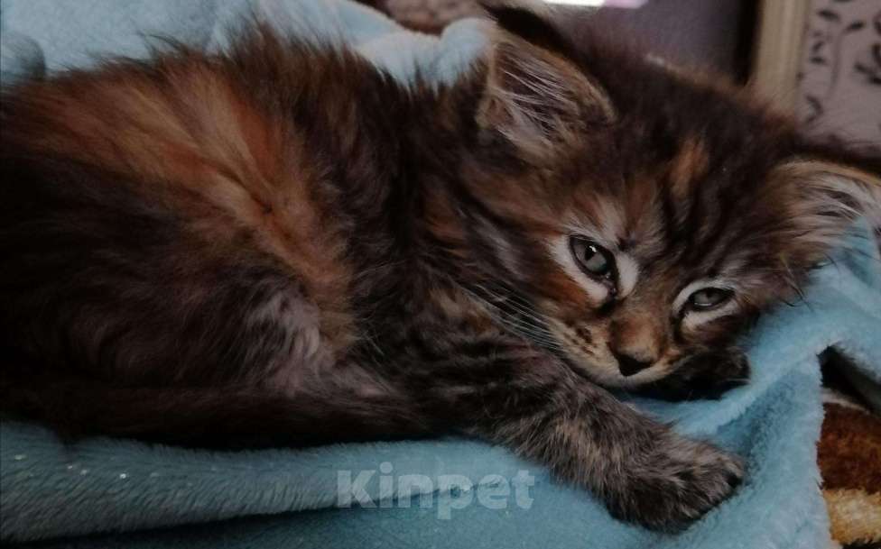 Кошки в Благодарном: Котенок мэйкун, 3 500 руб. - фото 1