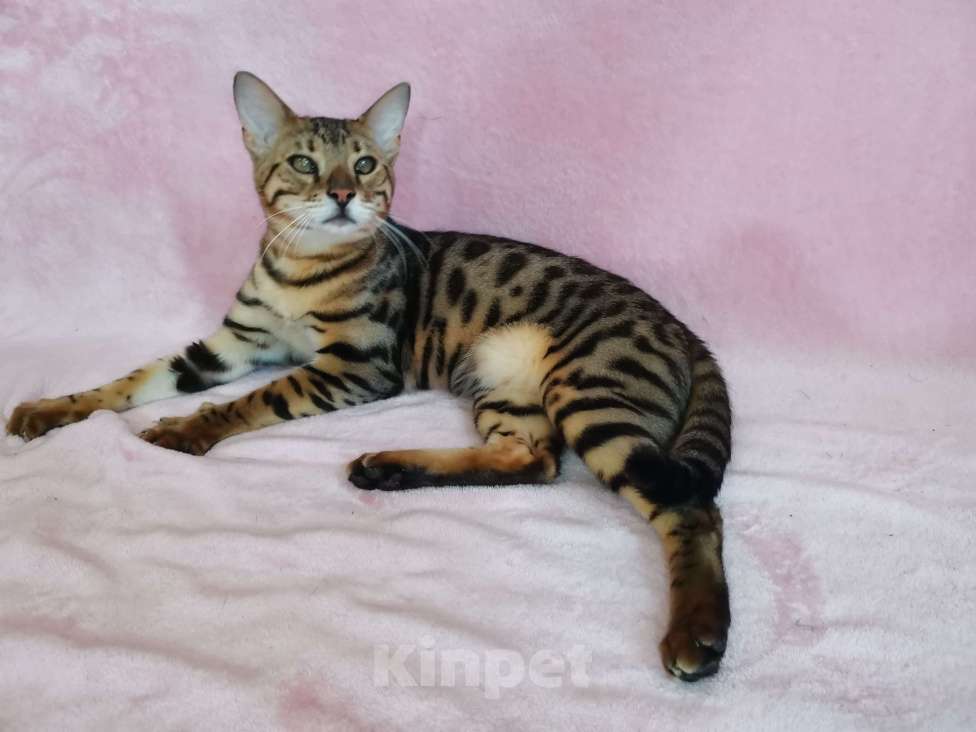 Кошки в Солнечногорске: Бенгальский котенок Ф1 Мальчик, 80 000 руб. - фото 1