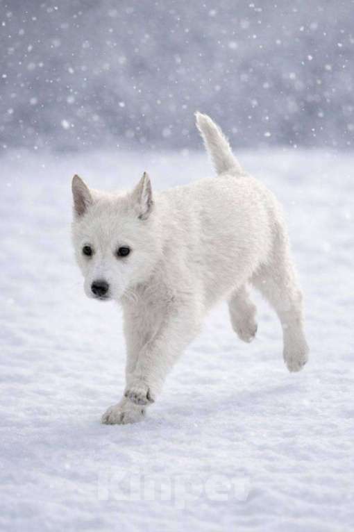 Собаки в Лосином-Петровском: КрИсталл якутенок ппбж Девочка, Бесплатно - фото 4