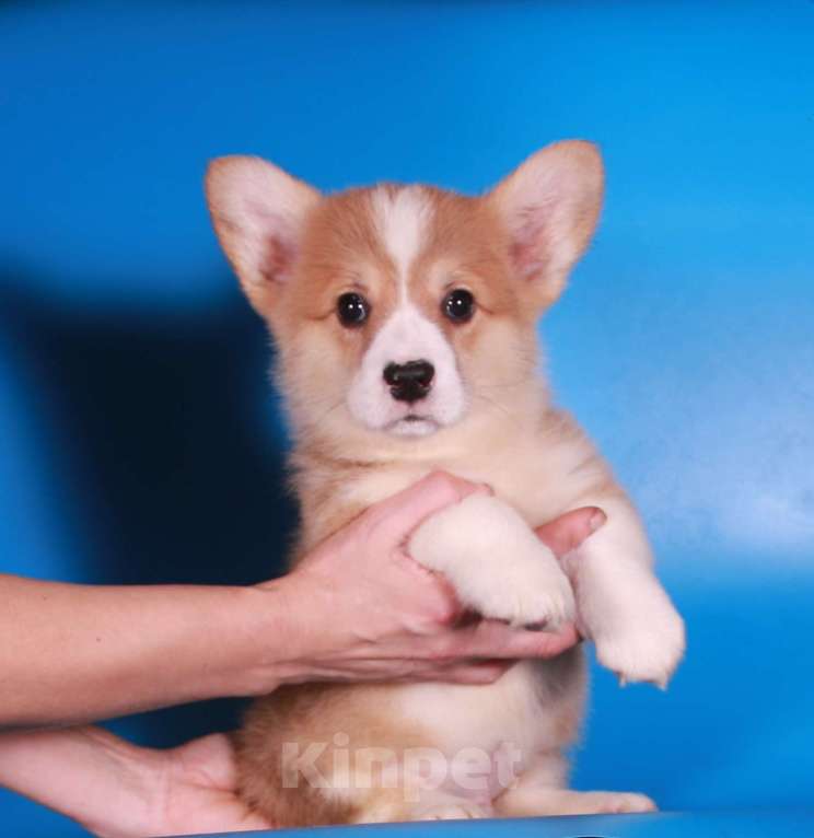 Собаки в Москве: вельш корги пемброк щенок от чемпиона Мальчик, 80 000 руб. - фото 3