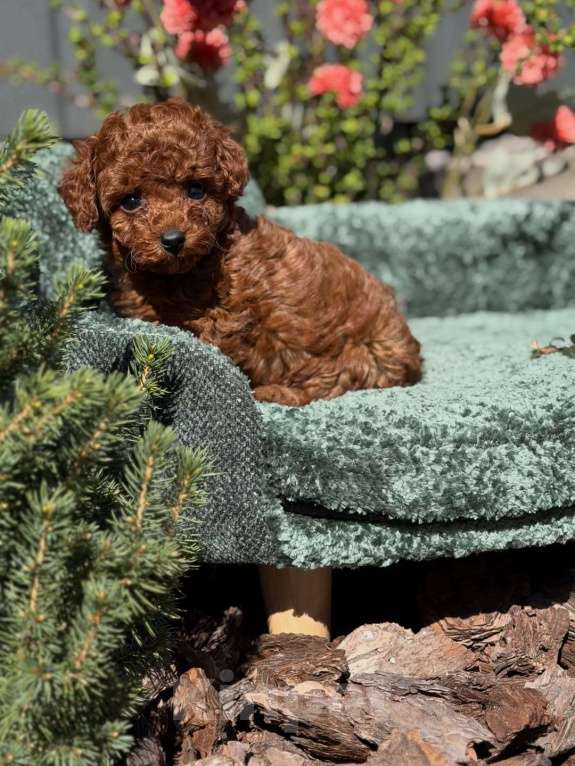 Собаки в Нижнем Новгороде: Той-пудель, щенок Мальчик, 150 000 руб. - фото 4