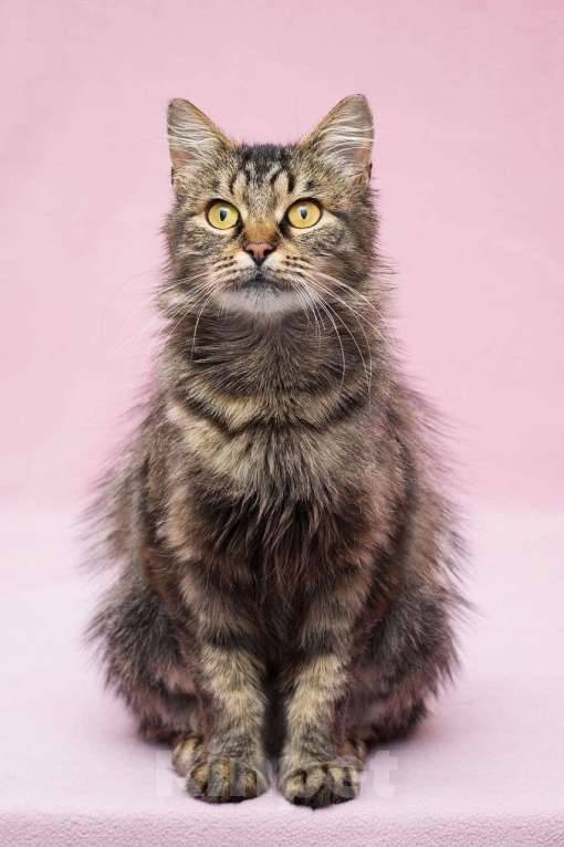 Кошки в Москве: Пушистая кошечка в добрые руки Девочка, Бесплатно - фото 2