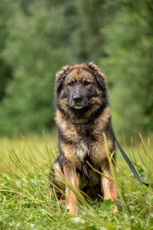 Собаки в Москве: Барни Мальчик, Бесплатно - фото 2