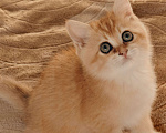 Кошки в Москве: Шотландские золотые котята Девочка, Бесплатно - фото 2