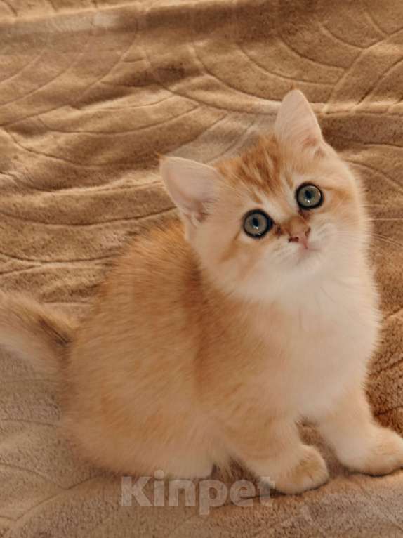 Кошки в Москве: Шотландские золотые котята Девочка, Бесплатно - фото 2