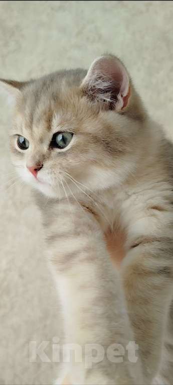 Кошки в Ставрополе: Британская золотая шиншилла (мальчик) Мальчик, 60 000 руб. - фото 3