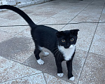 Кошки в других городах Дагестана: Отдаю котят в добрые руки Девочка, Бесплатно - фото 2