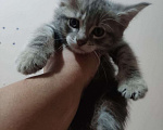 Кошки в Сочи: Котята метисы Мейн Куна с генами шотландской вислоухой кошки  Мальчик, 1 500 руб. - фото 1