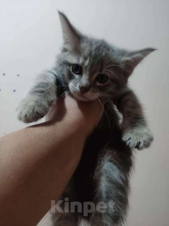 Кошки в Сочи: Котята метисы Мейн Куна с генами шотландской вислоухой кошки  Мальчик, 1 500 руб. - фото 1