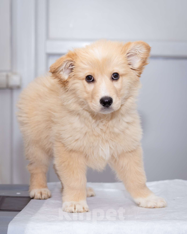 Собаки в Москве: Мальчик, 3 месяца в добрые руки Мальчик, Бесплатно - фото 2