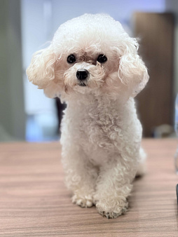  Той-пудель, настоящий Teacup , импорт из Kитая 🇨🇳 