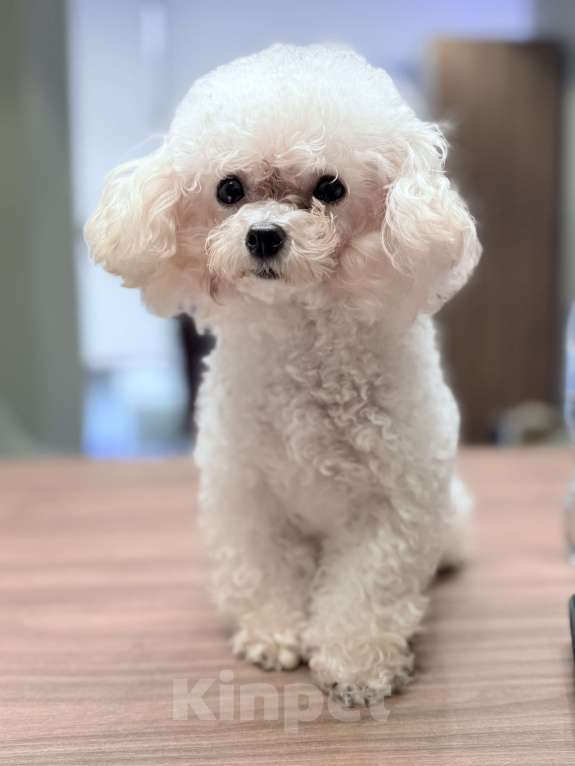 Собаки в Москве:  Той-пудель, настоящий Teacup , импорт из Kитая 🇨🇳  Девочка, 250 000 руб. - фото 1