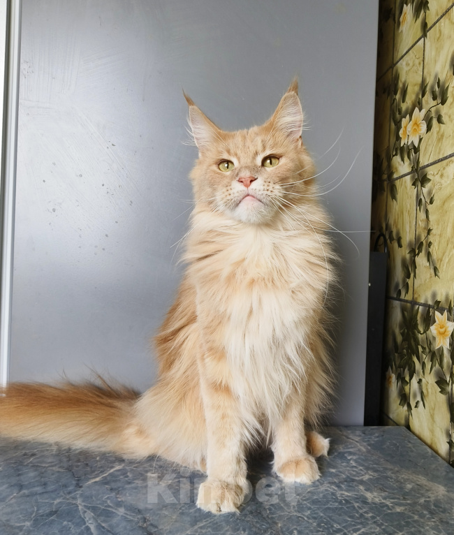 Кошки в Москве: Котёнок Мейн-кун Девочка Девочка, 30 000 руб. - фото 5