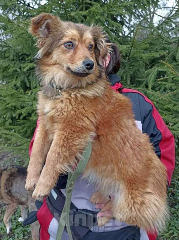 Собаки в Санкт-Петербурге: Маленькая собачка в добрые руки Девочка, Бесплатно - фото 2