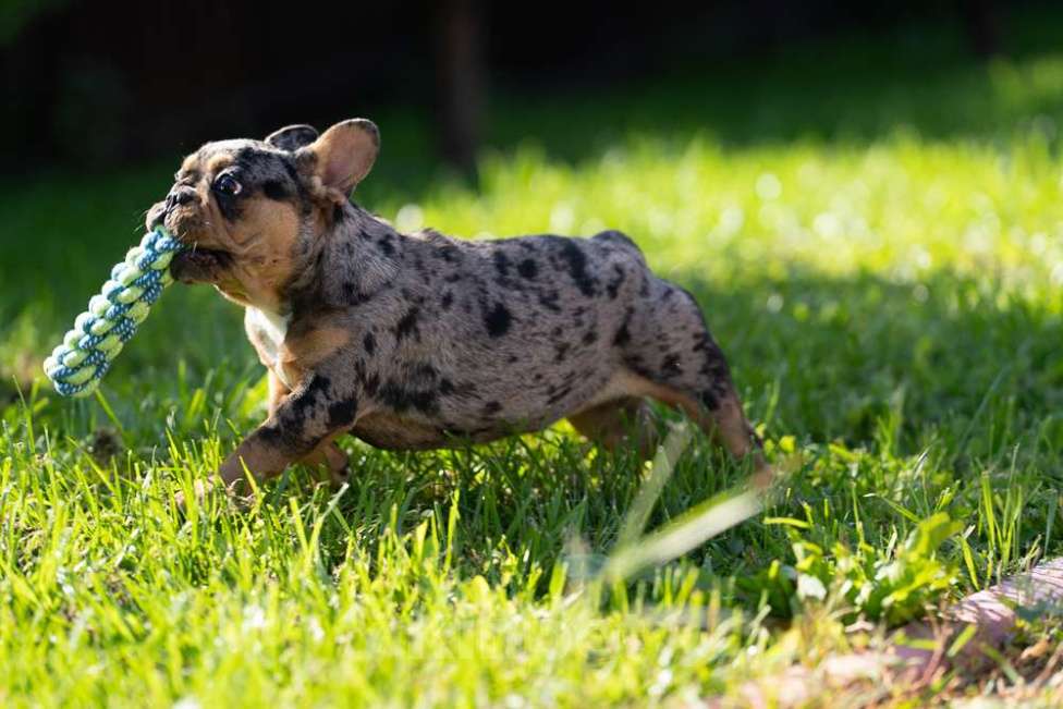 Собаки в других городах Московской области: Девочка Мерле Девочка, 70 000 руб. - фото 9
